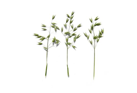 Vergleich: Hafer ohne und mit »bio-algeen«