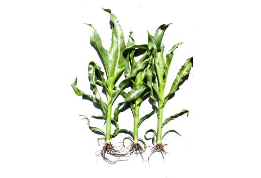 Mais ohne und mit »bio-algeen«