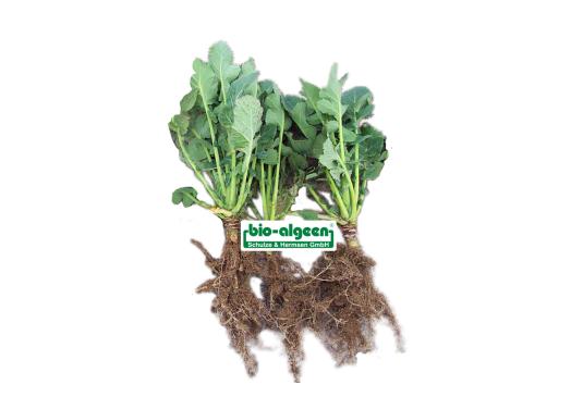 Vergleich: Raps ohne und mit »bio-algeen«